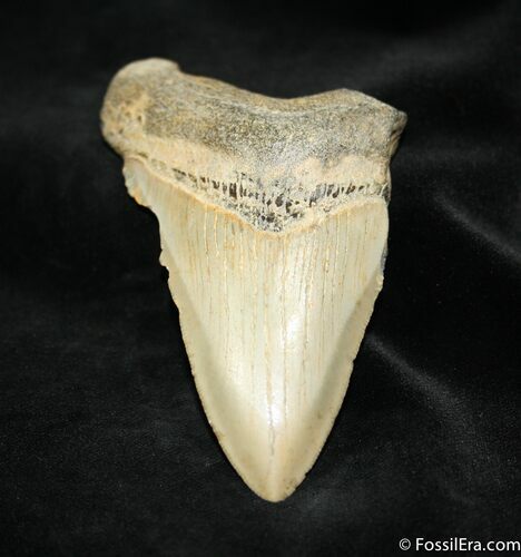 Dagger Like Inch Megalodon Tooth #1054